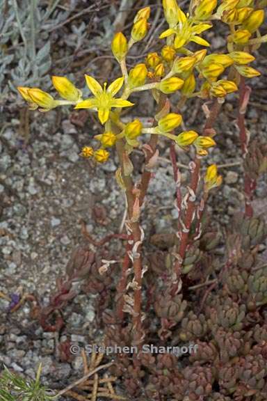 sedum lanceolatum 3 graphic